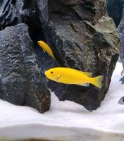 Labidochromis caeruleus  "yellow" Malawi-Buntbarsche Bayern - Würzburg Vorschau