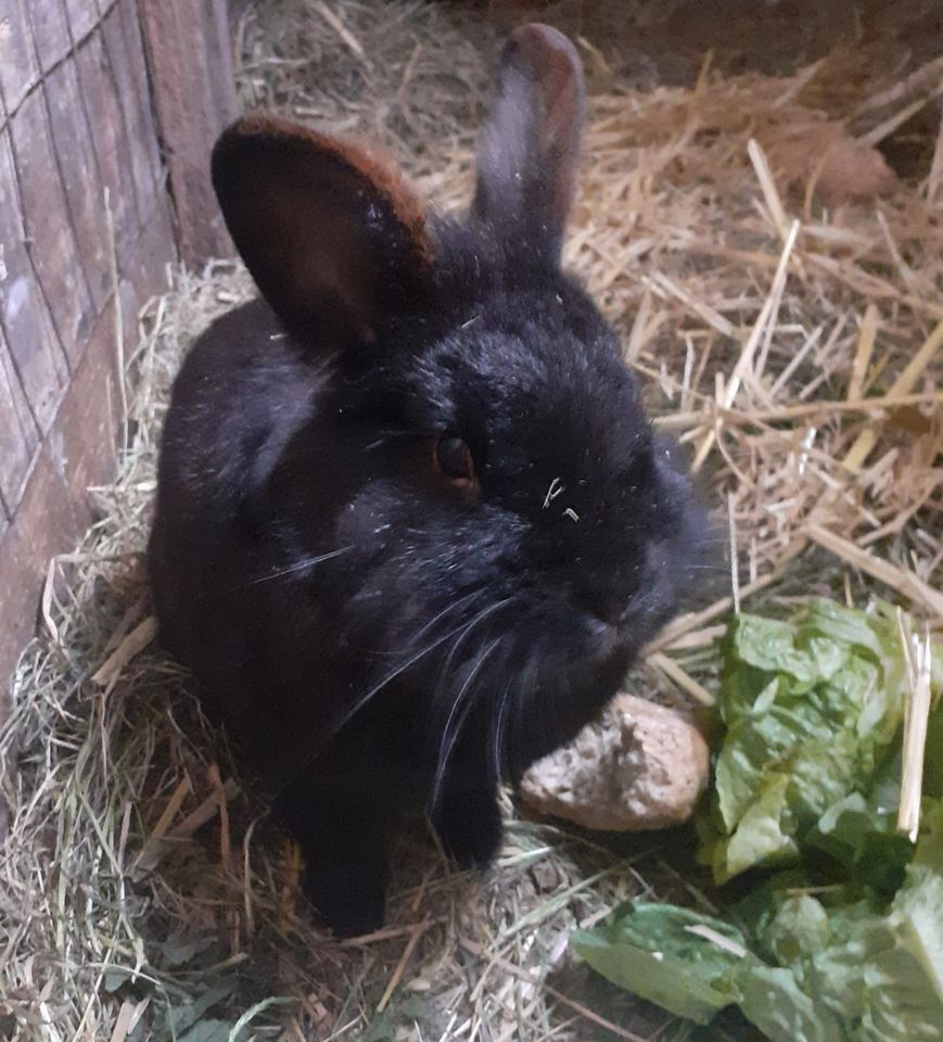 Löbenköpfchen  Zwergkaninchen in Dingelstädt