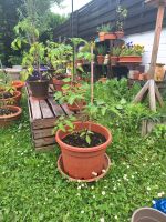 Tomatenpflanze fertig eingetopft incl. Pflanztopf und Untersetzer Bonn - Auerberg Vorschau