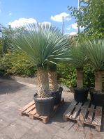 Yucca rostrata winterharte Yuccapalme 70-80cm Stamm Gesamt 2m Nordrhein-Westfalen - Nordkirchen Vorschau