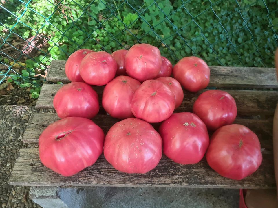 1€ Tomaten Fleisch Oxen Coctail San Marzano Pflanzen Sämlinge in Graben-Neudorf