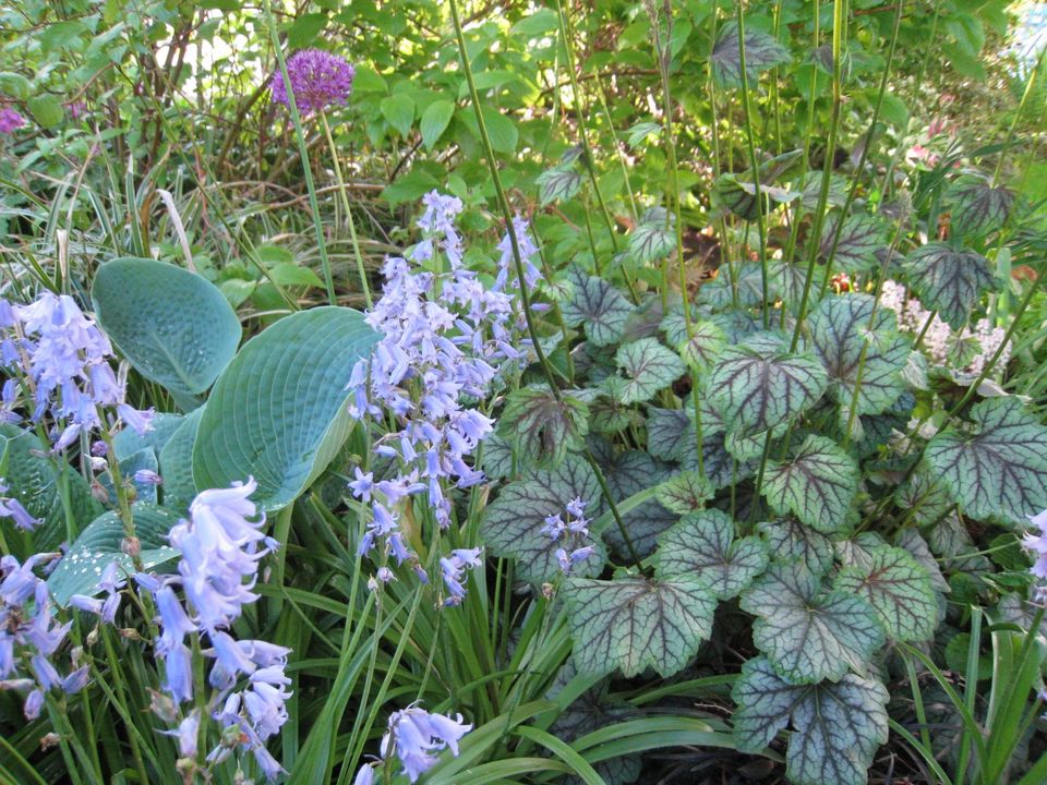 Frühlingsblüher, Frühsommerblüher in Ottersweier