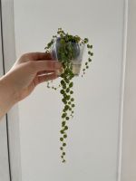 Peperomia prostrata - Zierpfeffer / Zwergpfeffer - Zimmerpflanze Nordrhein-Westfalen - Ratingen Vorschau