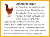 Lohmann braun Huhn Hühner Legehennen Geflügelverkauf Thüringen - Nordhausen Vorschau