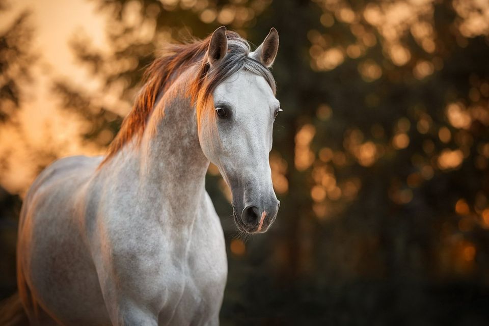 Secret Sale: Reitanlage mit Wohnbereich, großer Reithalle, Außenplätzen, Weiden u.v.m. in Wetzlar