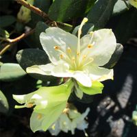 20 Samen Rhododendron keiskei Japanische Azalee Baden-Württemberg - Singen Vorschau