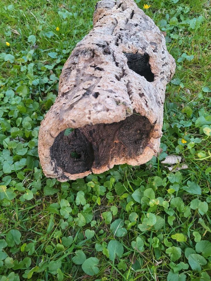 Korkhöhle, Korkröhre, Meerschweinchen, Degu, Chinchilla Rennmaus in Siegen