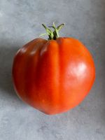 Tomaten Tomatenpflanzen Niedersachsen - Braunschweig Vorschau