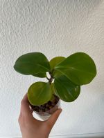 Peperomia obtusifolia - Zwergpfeffer - pflegeleichte Pflanze Nordrhein-Westfalen - Ratingen Vorschau