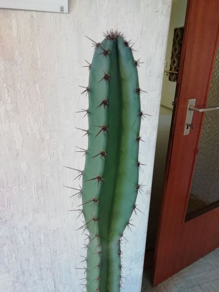 Großer Kaktus Säulenkaktus Gesamthöhe mit Topf 130cm in Schwäbisch Hall