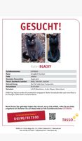 Kater Blacky gesucht! Nordrhein-Westfalen - Ibbenbüren Vorschau