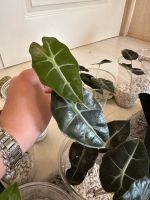 Alocasia Polly 2 Pflanzen in einem Topf Hessen - Langenselbold Vorschau