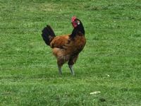 Junger Vorwerk Hahn Hähnchen (kein Huhn) Niedersachsen - Bassum Vorschau