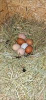 Frisch Eier aus Freilandhaltung Brandenburg - Werneuchen Vorschau