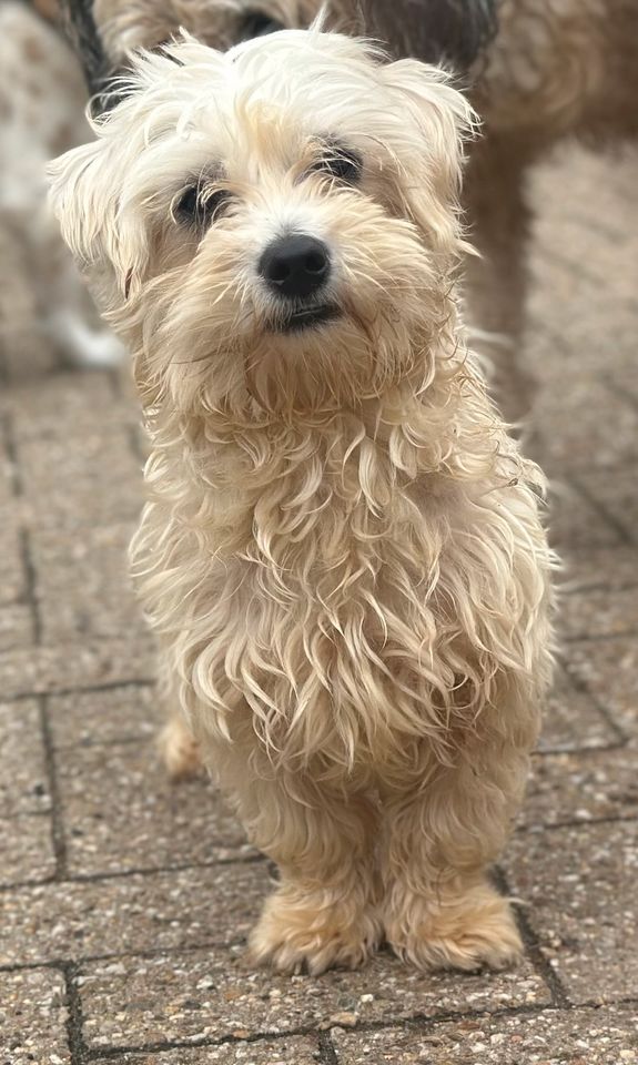 Archie, Rüde kastriert, ca 1,5 Jahre, ca 25 cm, Malteser Mix in Wegberg