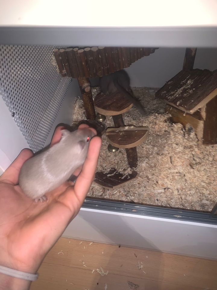 Zwei leicht handzahme Mäuse (wüsten Renn Mäuse) in Essen