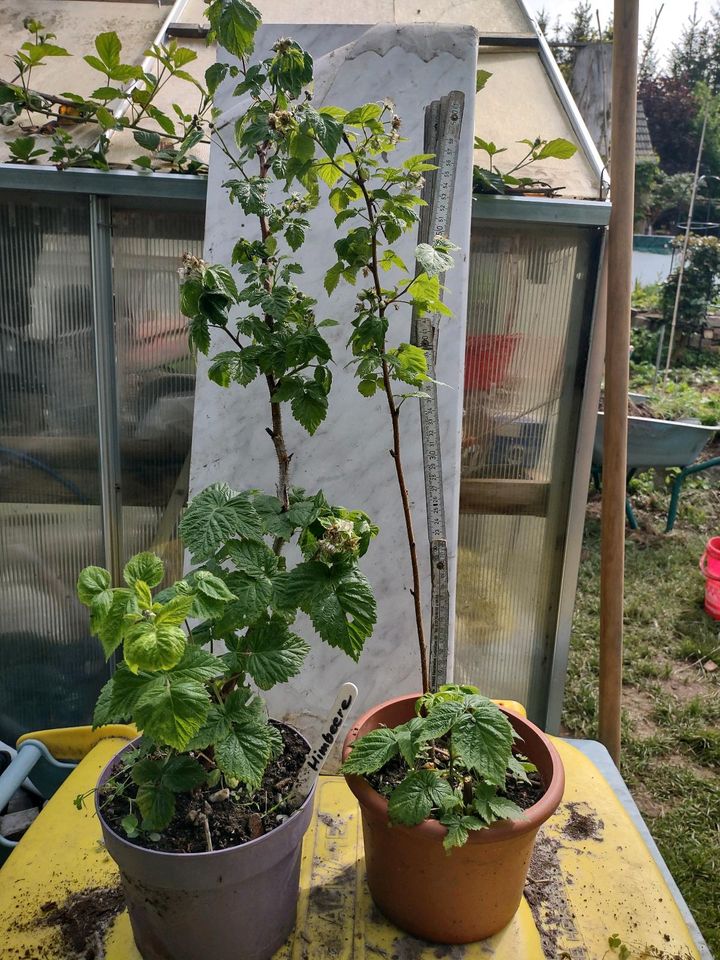 Himbeeren mit Fruchtansatz in Penig