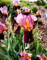 Schwertlilie Knolle Iris prächtig lila-rosa Niedersachsen - Oyten Vorschau