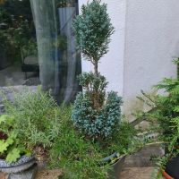 Lebensbaum 5 Jahre Thuja Zypresse Saarbrücken-Mitte - St Johann Vorschau