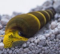 Tylomelania sp. Yellow Brandenburg - Wittenberge Vorschau