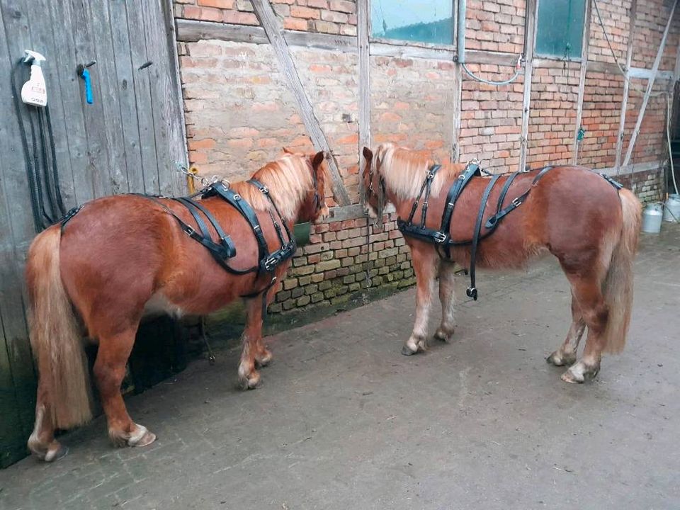 Passgespann Ponys in Kyritz