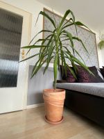Yukka Palme Pflanze Tontopf mit Untersetzer Niedersachsen - Wolfsburg Vorschau