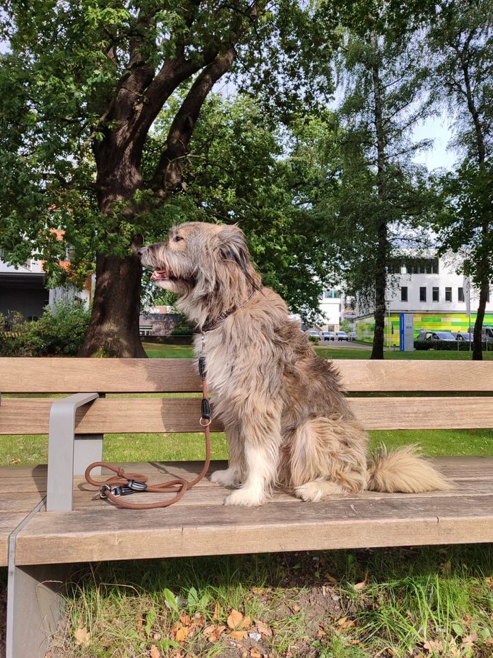 Fritz - 56 cm großer Hütehund in Hamburg