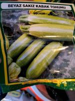 Zucchini pflanze Nordrhein-Westfalen - Solingen Vorschau