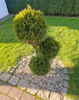 Thuja Smaragd Kugelform Niedersachsen - Großenkneten Vorschau