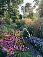 Staude, Aster ‚Nanus‘ Ableger Niedersachsen - Tostedt Vorschau