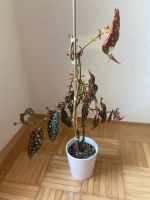 Begonia maculata 3 Jahre alt Lindenthal - Köln Lövenich Vorschau