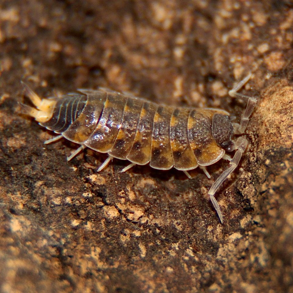 Proporcellio vulcanius Asseln/ Bodenpolizei in Herrenberg