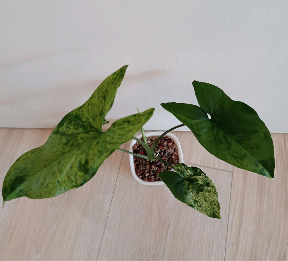 Syngonium podophyllum 'Mottled Mojito' in Dortmund