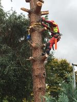 Baumfällung Baumdienst Baumschnitt Fällung Baum fällen abtragen Sachsen - Freital Vorschau