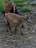 Kamerun-Soay-Mix Aue Schaf Lamm Weibchen geb. 20.04.24 Mecklenburg-Vorpommern - Lindenberg Vorschau