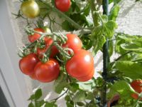 Tomatenpflanzen  Paprikapflanzen Tomaten Paprika Setzlinge Bayern - Gerbrunn Vorschau