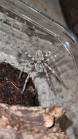 Huntsmanspider Eusparassus levantinus Haustier! Terraristik Hobby Stuttgart - Bad Cannstatt Vorschau