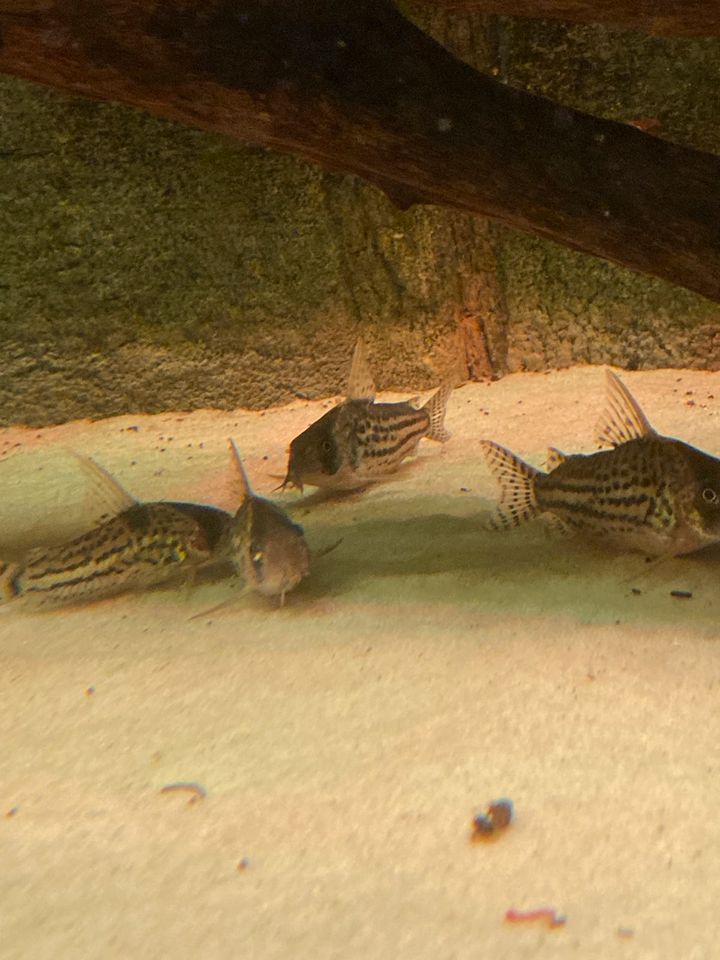 Corydoras Panzerwelse in Singen