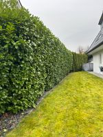 Hecke schneiden/ Hecke kürzen /Hecke entfernen/Heckenpflege Niedersachsen - Lilienthal Vorschau