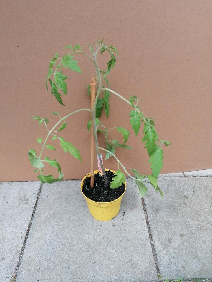 Bio Eiertomate, Tomatw, Gewächshaus, Selbstversorger, Beet, in München