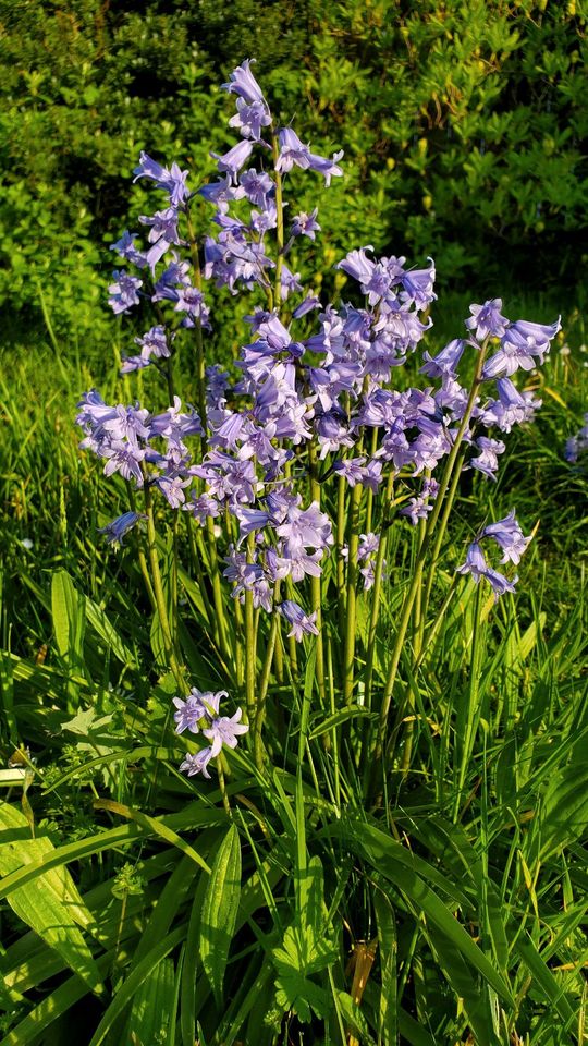 Hasenglöckchen / Waldhyazinthe in Worpswede