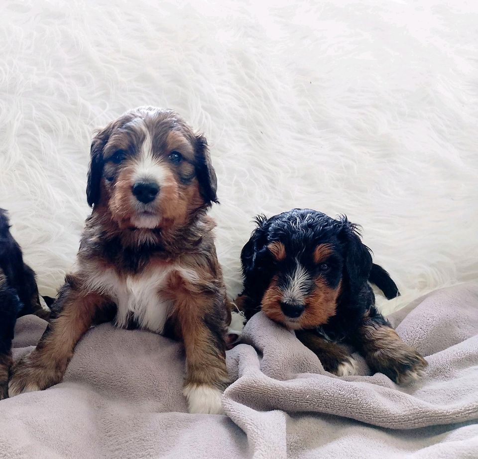 Bernedoodle Welpen, Königspudel, Berner Sennenhund, Doodle in Kirchenthumbach