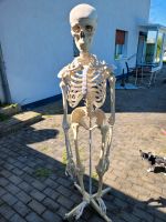 Anatomisches Lernskelett Rheinland-Pfalz - Ochtendung Vorschau