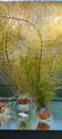 Myriophyllum sp."Roraima" Aquarienpflanze Aquarium Tausendblatt Nordrhein-Westfalen - Bünde Vorschau