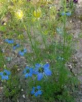 Jungfer im Grünen als winterharte Staude Samen Trockenblume Leipzig - Großzschocher Vorschau