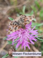 Wiesen-Flockenblume Samen, besonders insektenfreundliche Wildpfla Bayern - Mömbris Vorschau