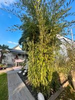 XXL Bambus als Highlight für jeden Garten Nordrhein-Westfalen - Krefeld Vorschau