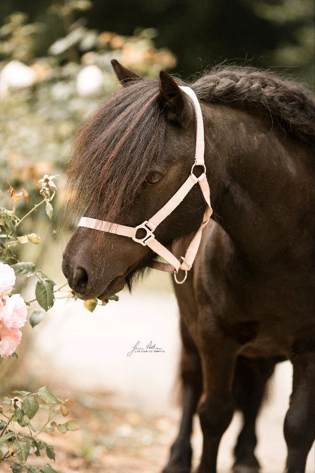 Ponyreiten für Kinder 1-6 Jahre in Kürten