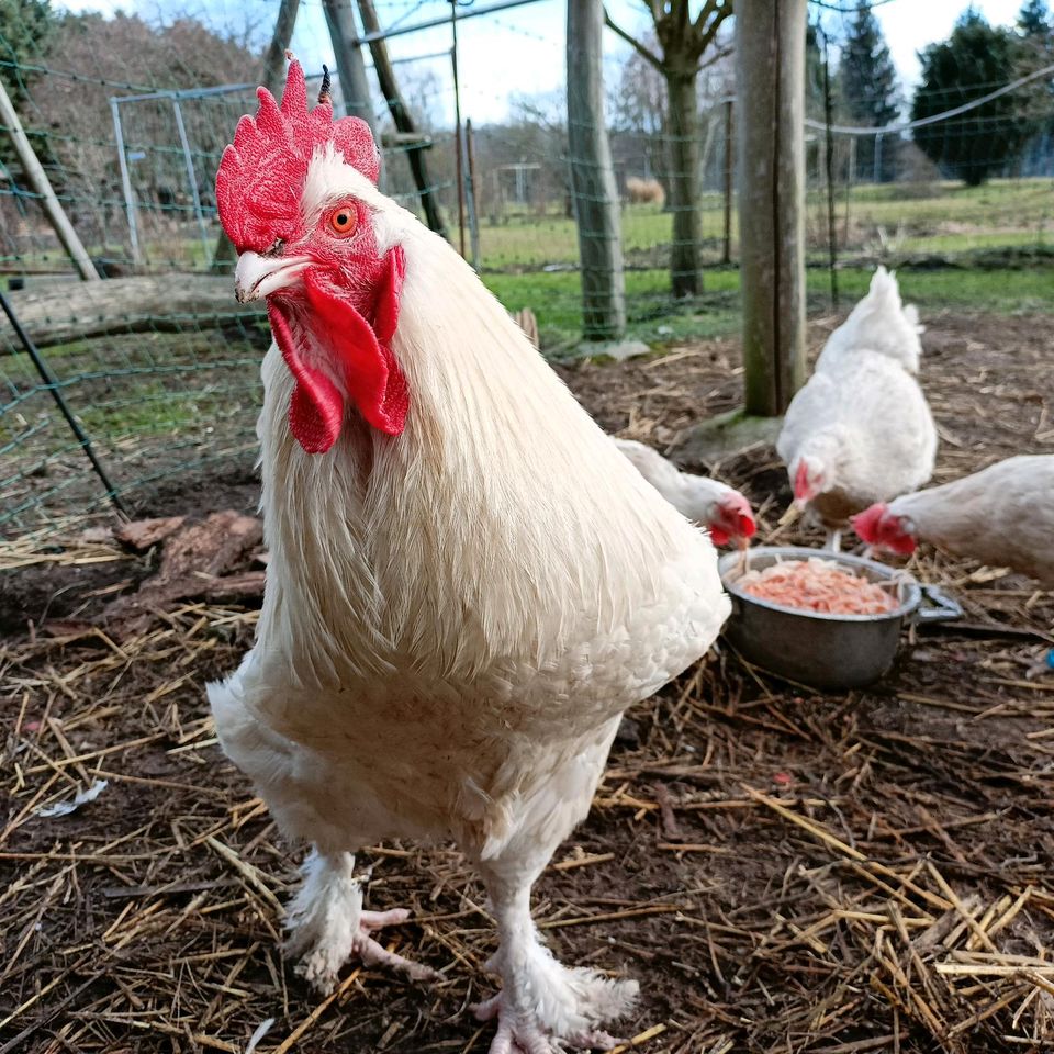 Mechelner Huhn Hühner Küken Zweinutzungshuhn beide Farbschläge in Großdubrau