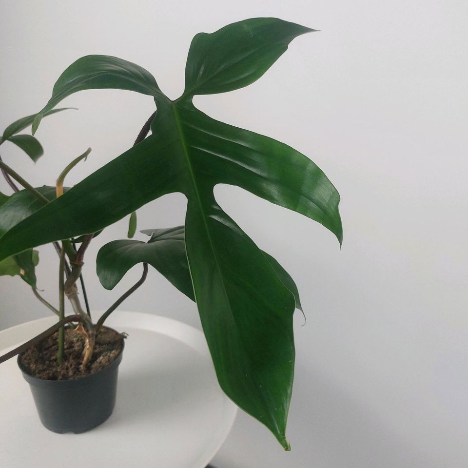 Philodendron Florida Green similar to Monstera in Berlin